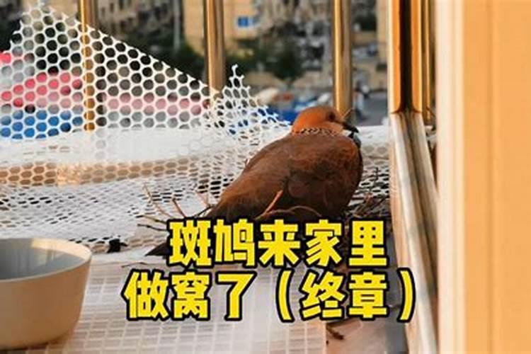 斑鸠为何会在我家筑巢？