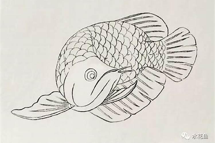 招财鱼属于风水鱼吗？