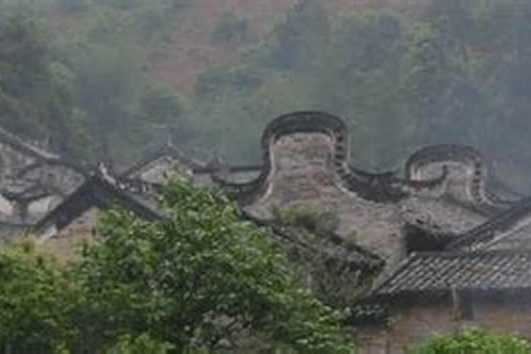 什么是金叶榆树？