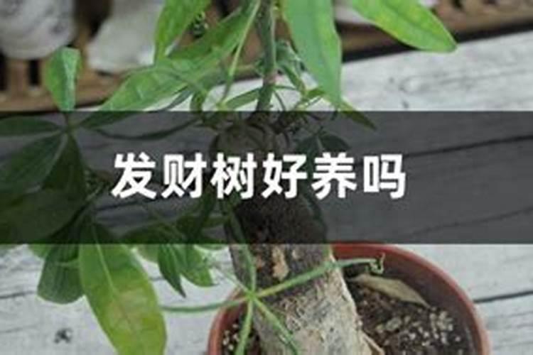 家里养发财树好吗风水