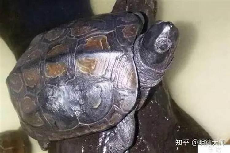 乌龟养在什么位置最旺财