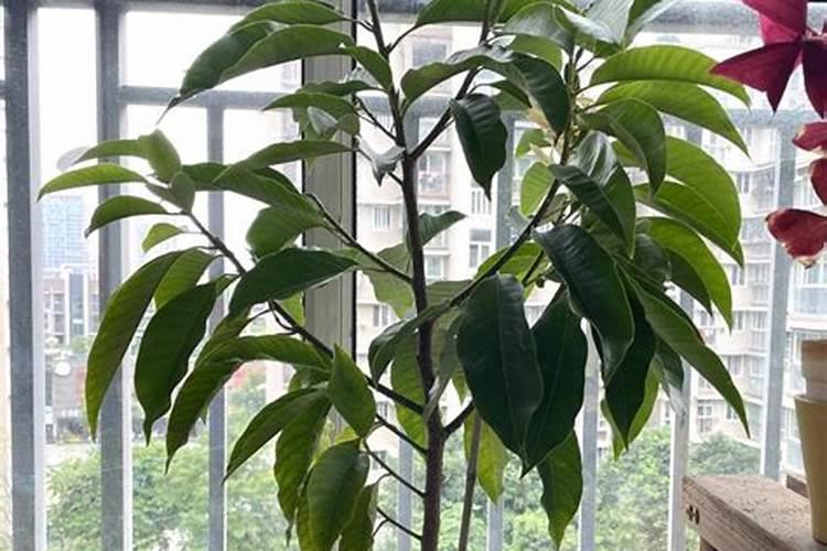 黄角兰风水不能随便栽