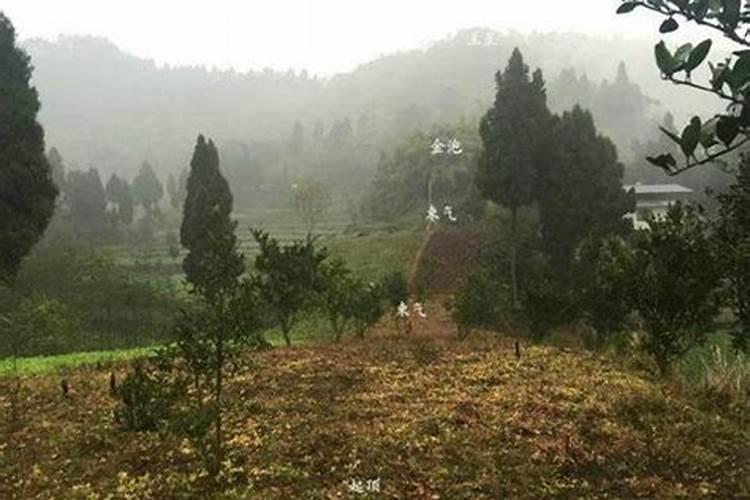 怎么才能招来正桃花运家中养植盆栽招桃花运？