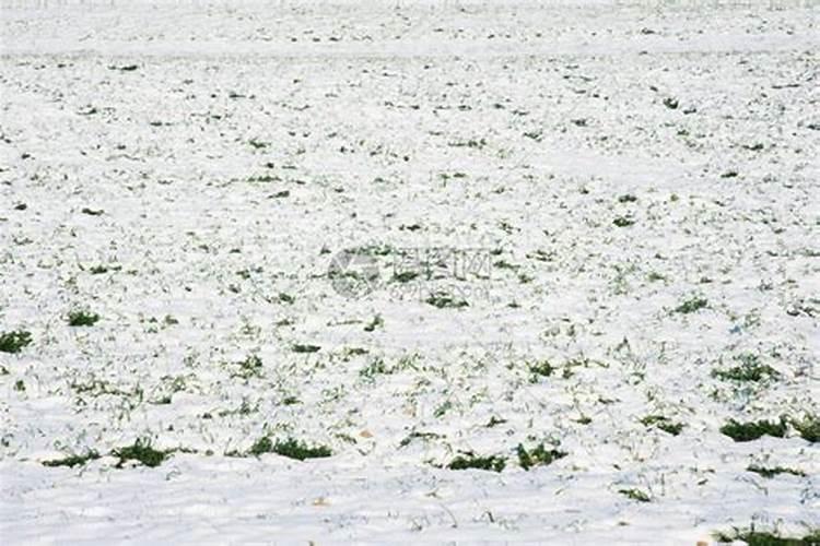 圆坟后下起大雪好不好？