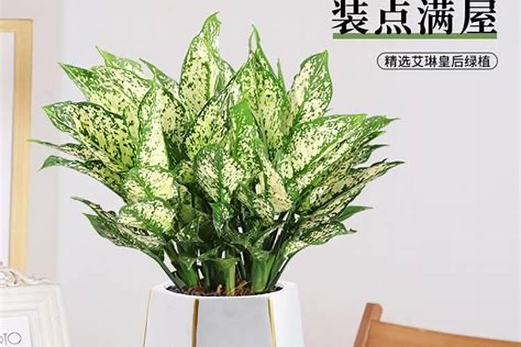 新房家里摆放什么鲜花招财招财的鲜花有哪些