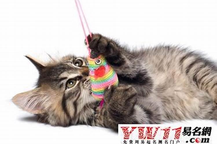 家里养猫财运好不好