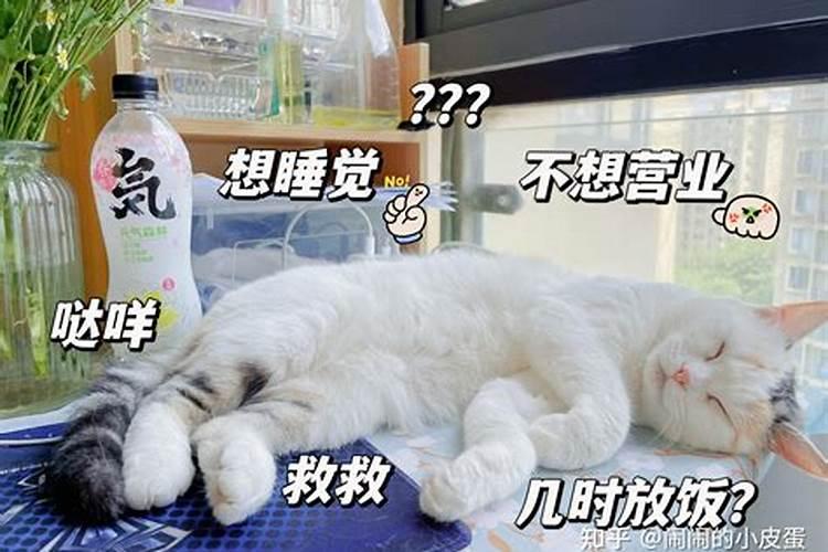 家里养猫对财运好不好 能镇宅辟邪吗