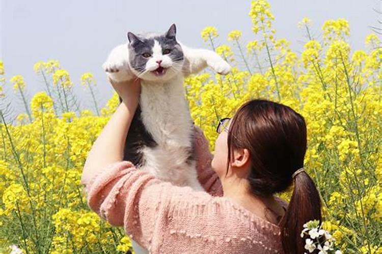 养猫会带来什么运气 有利于风水吗
