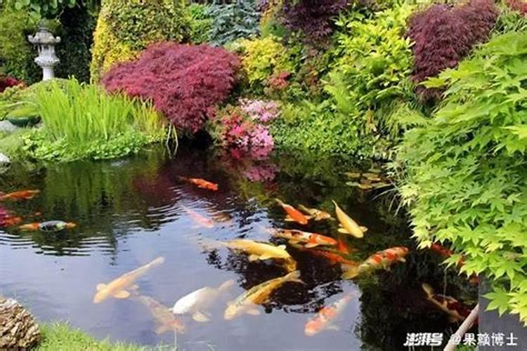 庭院鱼池风水要注意什么？