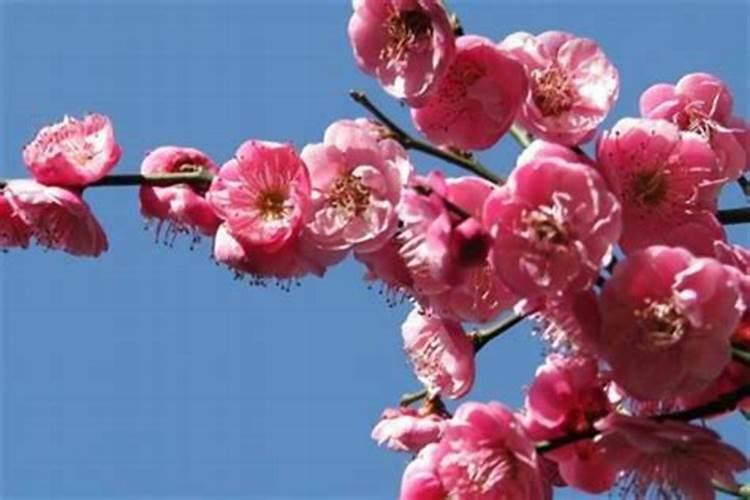 农村家门口种什么树风水好？