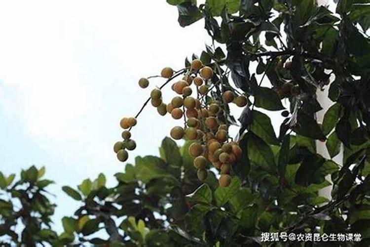 黄皮树风水禁忌介绍