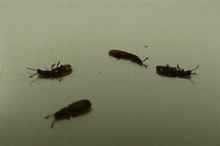 风水解决讲究的“气”是什么意思？