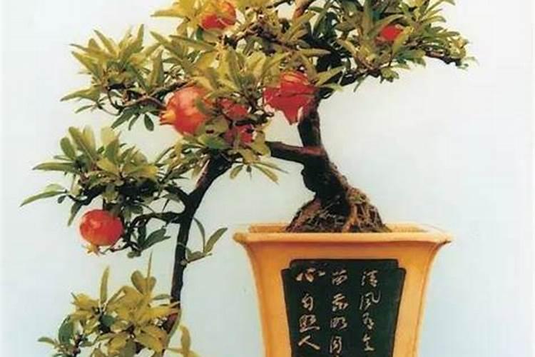 家里放什么盆景最旺风水