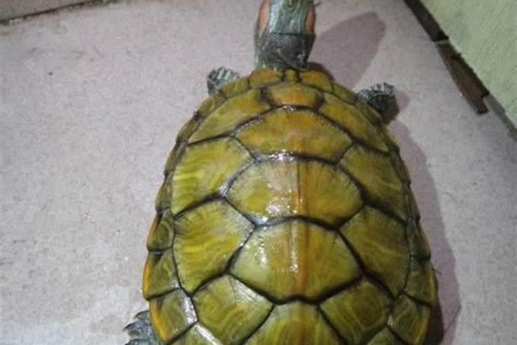 龙婆柳招财龟招财真的好吗,养招财龟有风水吗招财龟摆放禁忌