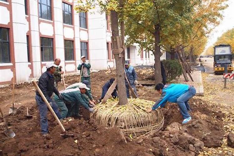 农村家宅院种什么树风水好