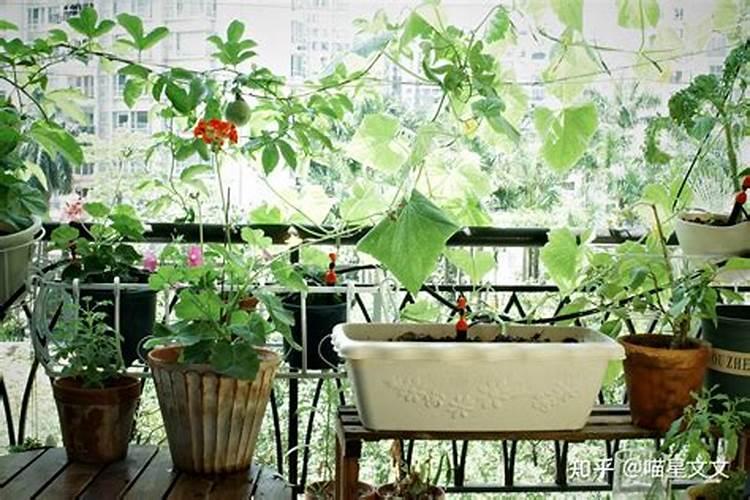 风水大师大花瓶怎么摆放？