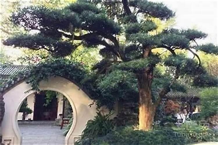 大门对杨树为什么风水