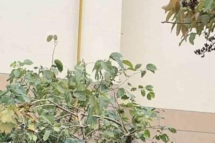 大门前有棵死树意味着什么事