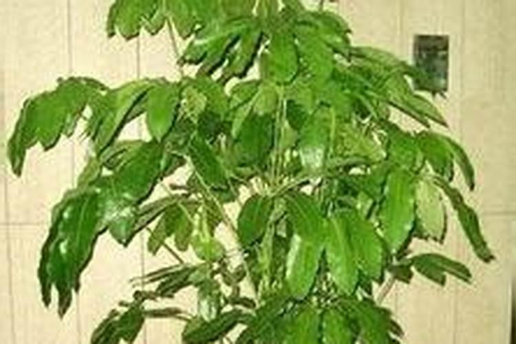 风水树哪种最好