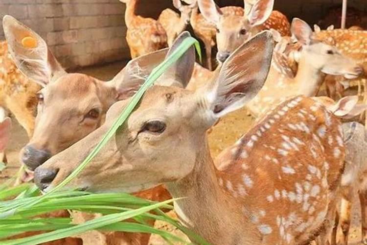 新房风水有什么讲究 入住也看良辰吉日