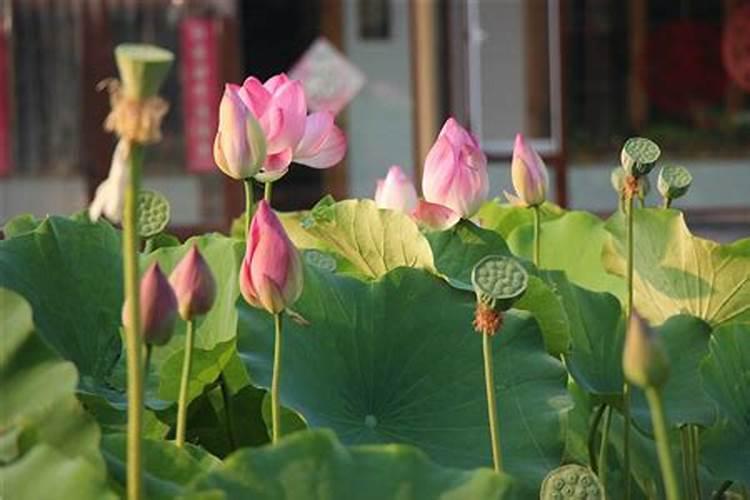 家里养荷花不吉利吗