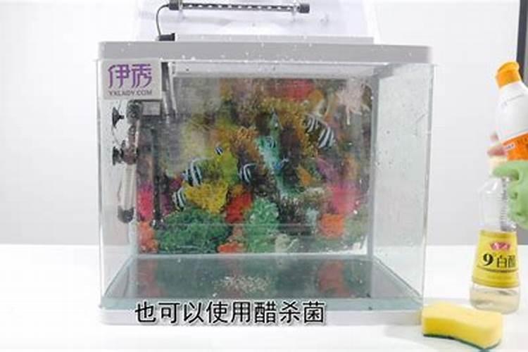 招财鱼属于风水鱼吗？