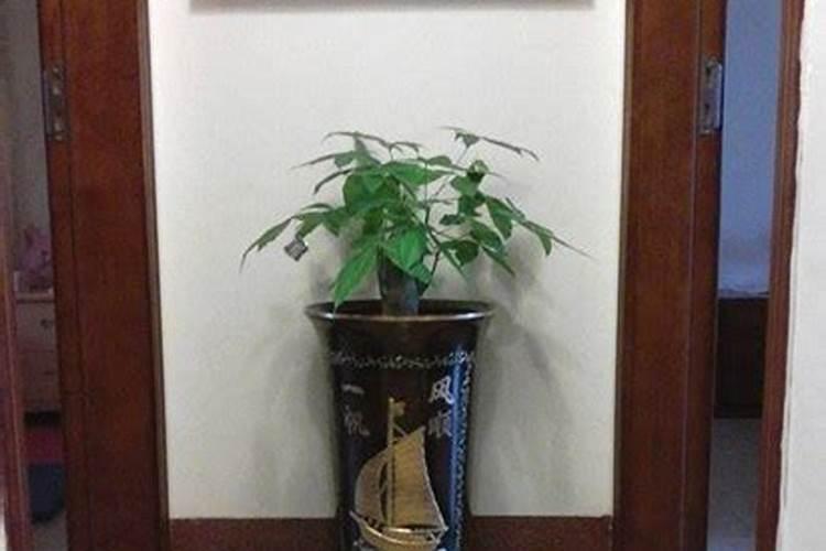 家里摆什么花最好风水最旺