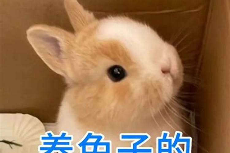 家里养兔子对风水财运好吗