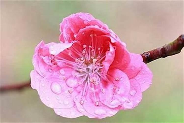 风水大师无量子讲座:衣柜摆招桃花