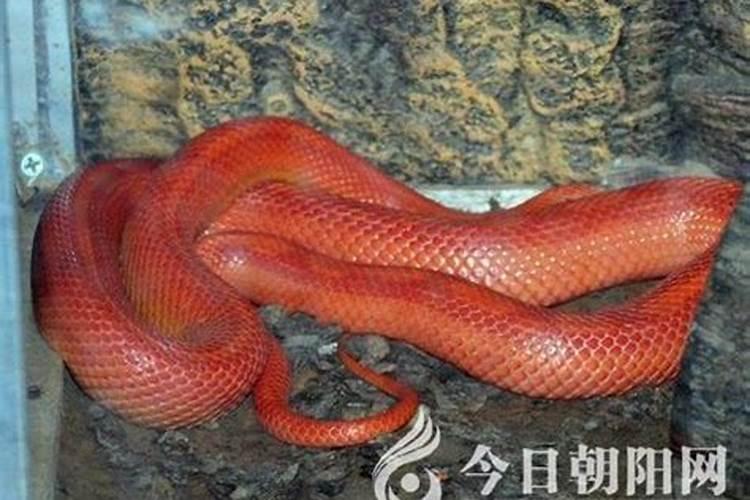 求风水大师解。我母亲病亡,埋血尸,新坟包坟挖出红蛇,钻进坟里