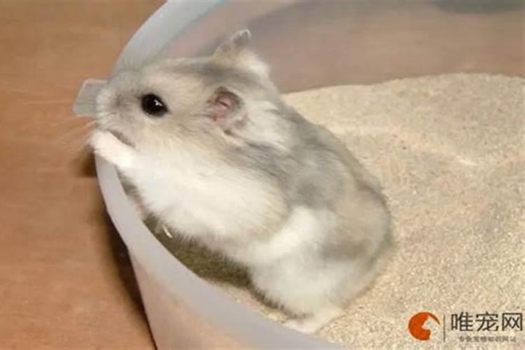 家里养仓鼠对风水好吗 招财还是破财