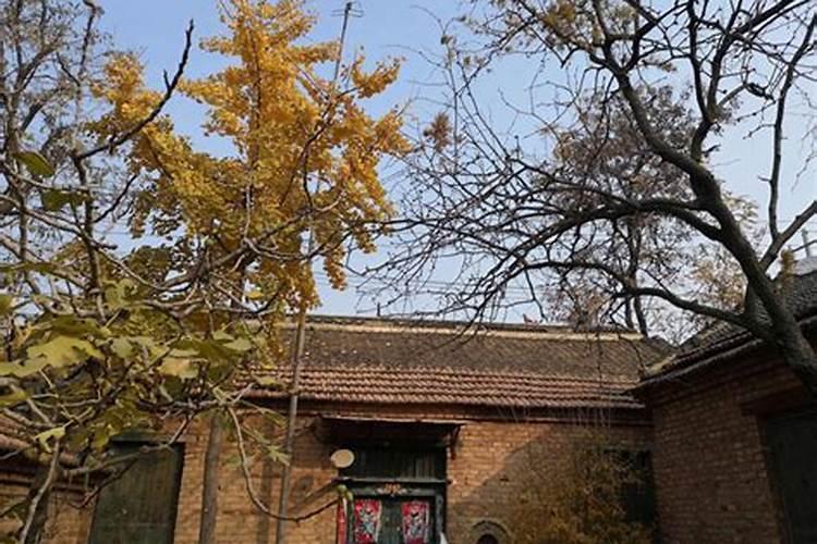 门前有棵大树 多少米远影响风水