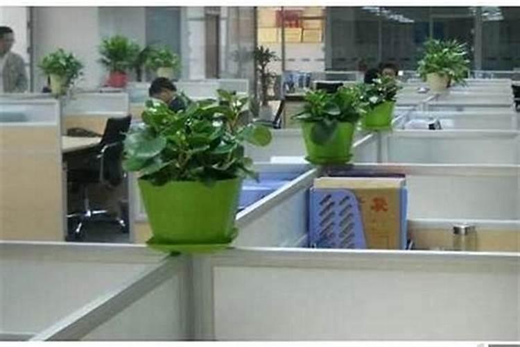 办公室放什么辟邪化煞