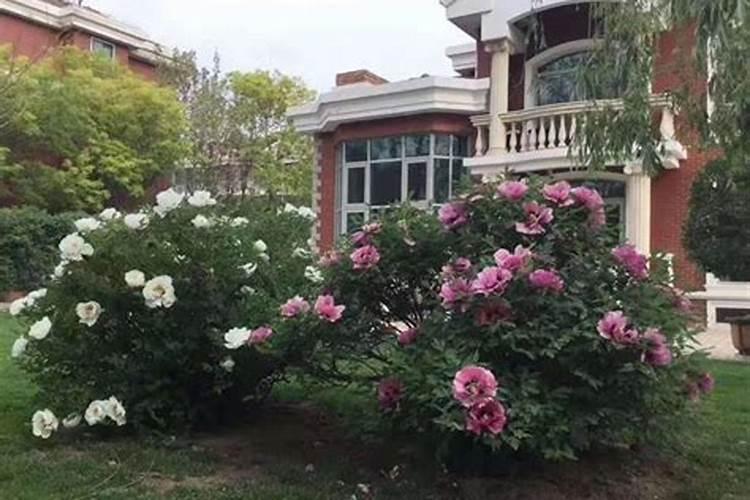 自建房庭院风水怎么布局比较好