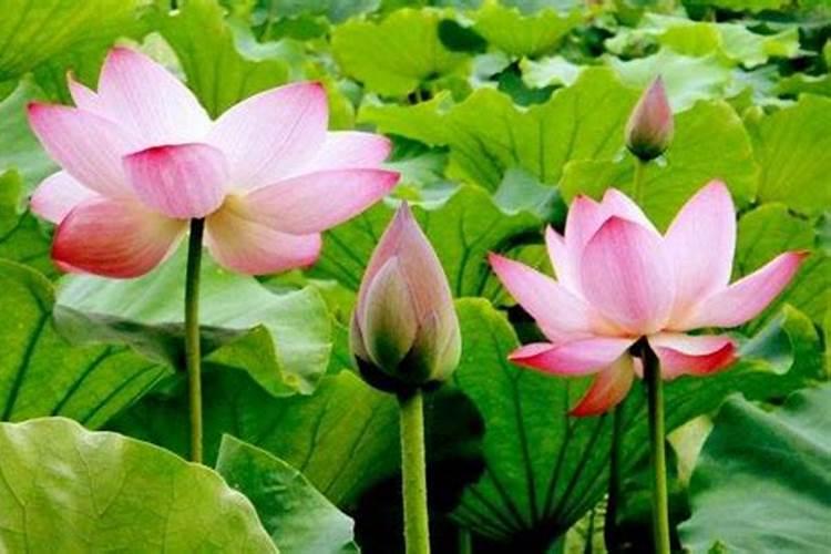 家里养植物可以高过人头吗？风水上有什么忌讳吗？