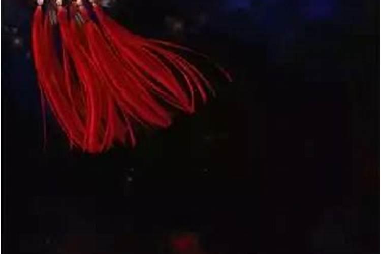 馨瑶为什么背叛东方左
