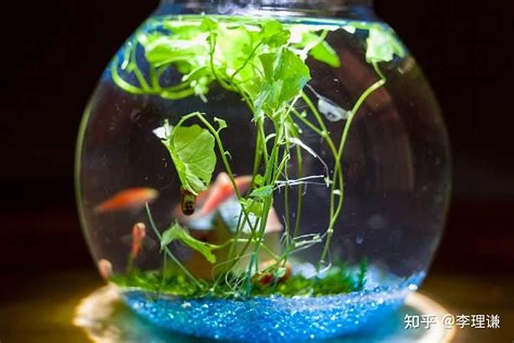 知道的说下房屋鱼缸风水禁忌有哪些？
