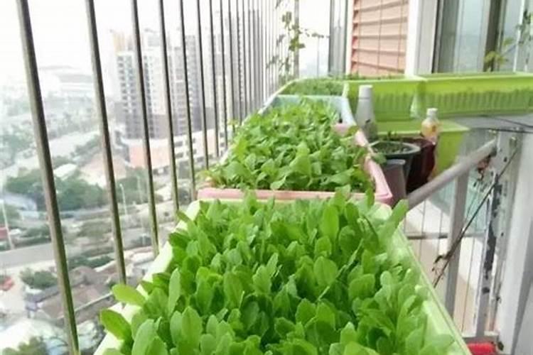阳台种菜十大危害风水