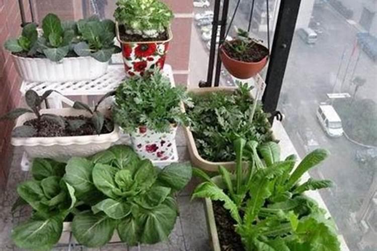 位于西南方的阳台上种了植物,会影响女主人的财运吗？