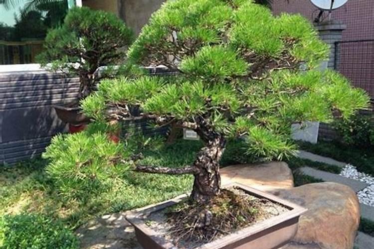 最适合庭院种植的十二种吉祥植物