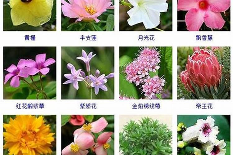 什么花最辟邪最旺风水
