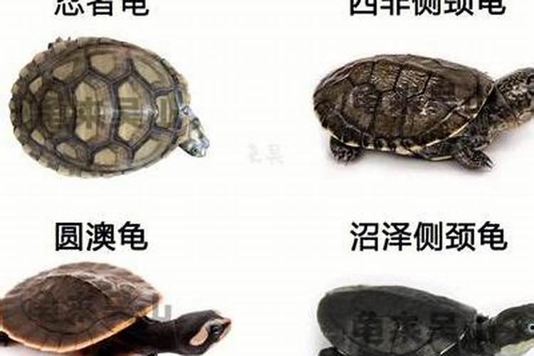 乌龟养几只最好最旺财