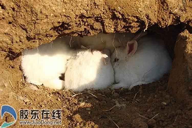 属兔人买房的风水宜忌