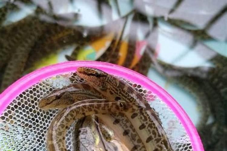 泥鳅地的风水学出什么人