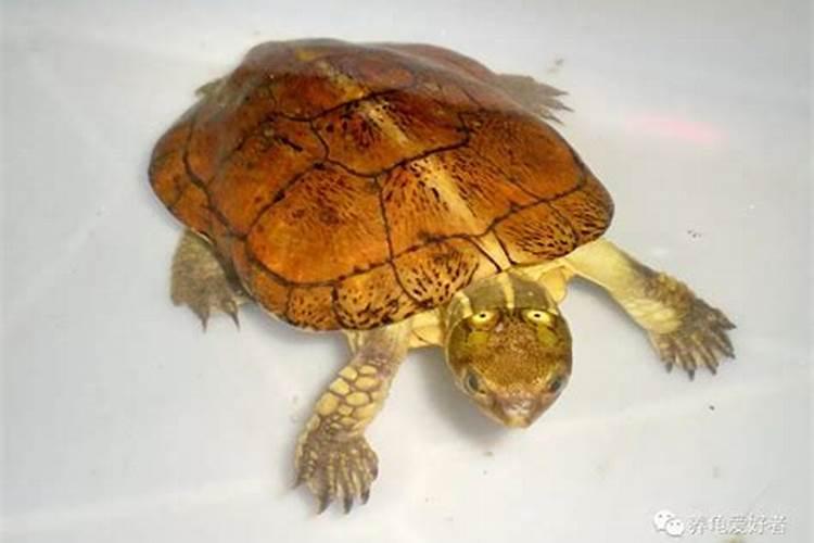 养龟的风水禁忌!