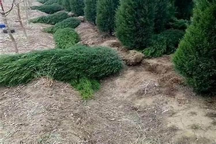 墓地栽几棵松树最好