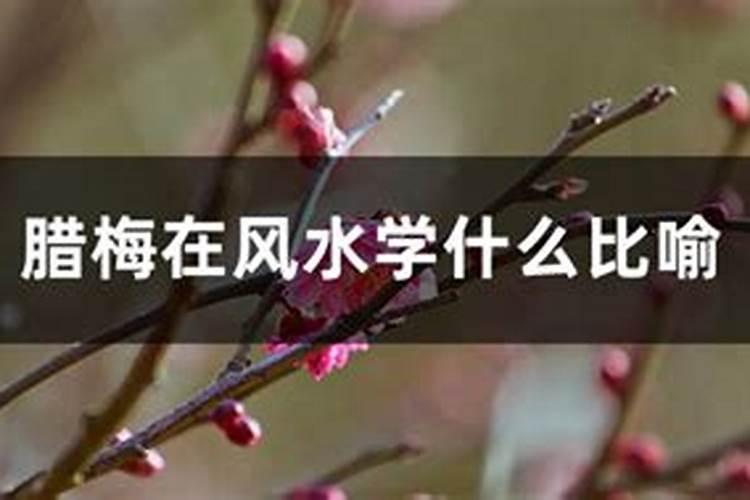 梅花跟风水有什么关系