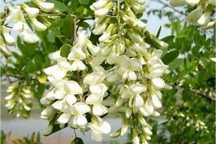 梅花风水禁忌 梅花的风水