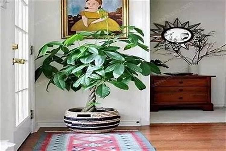家里种什么植物风水好 家里放什么植物招财辟邪