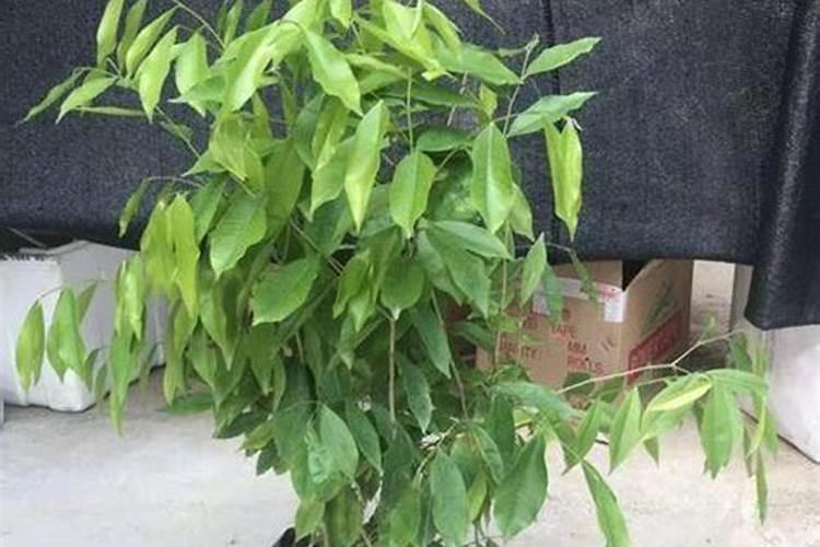 庭院种金丝楠木风水上可行吗？